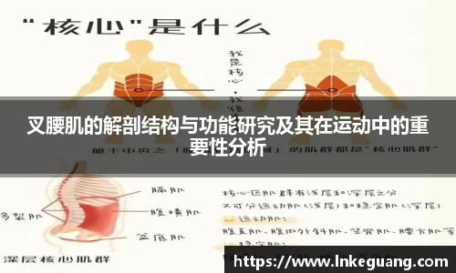 叉腰肌的解剖结构与功能研究及其在运动中的重要性分析